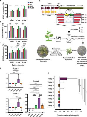 CRISPR-mediated genome editing in poplar issued by efficient transformation